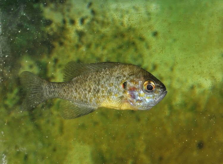 Persico sole  - Lepomis gibbosus